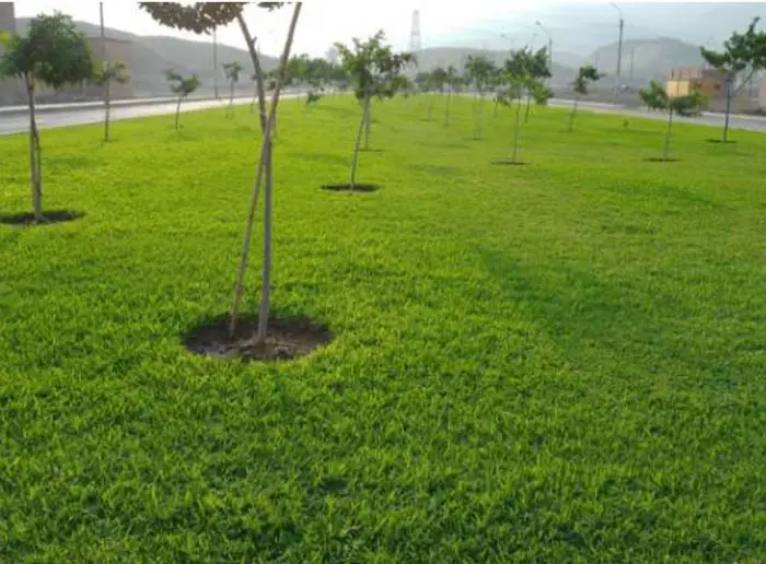 proyectos de paisajismo Lima Perú