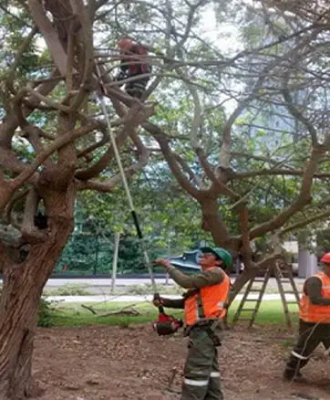 podando_jardin_alisson_2026